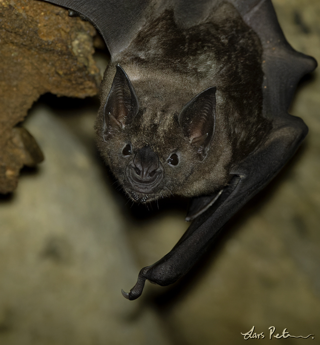 Greater Spear-nosed Bat