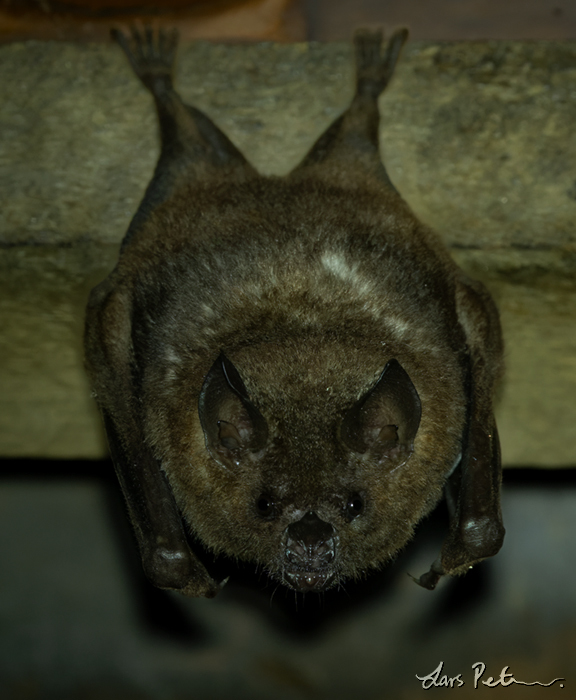 Seba's Short-tailed Bat