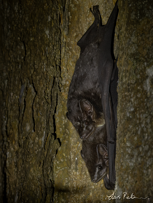 Pouch-bearing Bat