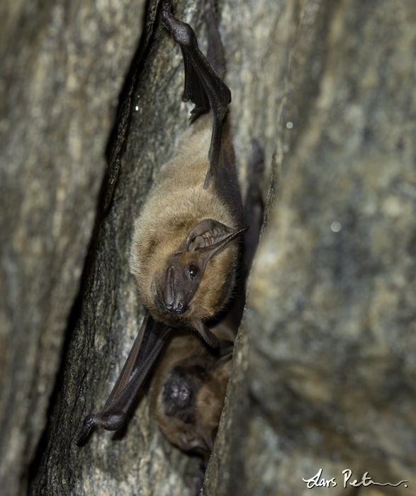 Long-winged Tomb Bat