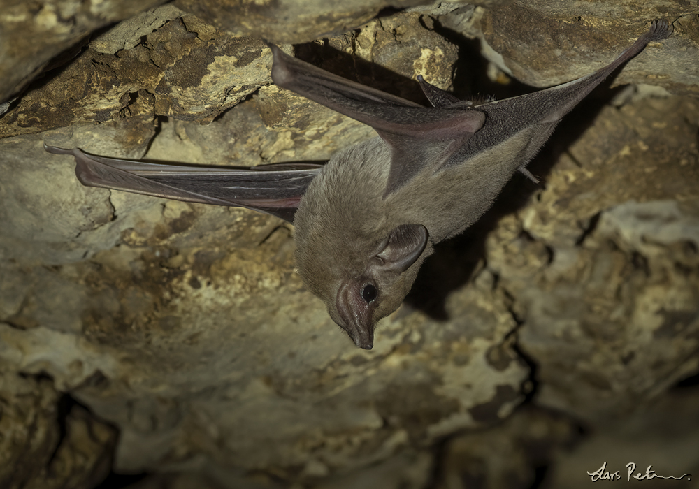 Arabian Sheath-tailed Bat