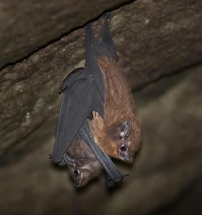 Lesser Sheath-tailed Bat