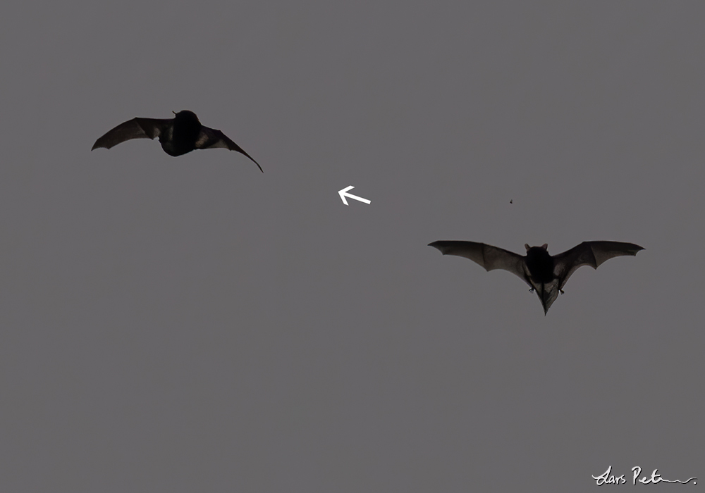 Socotran Pipistrelle