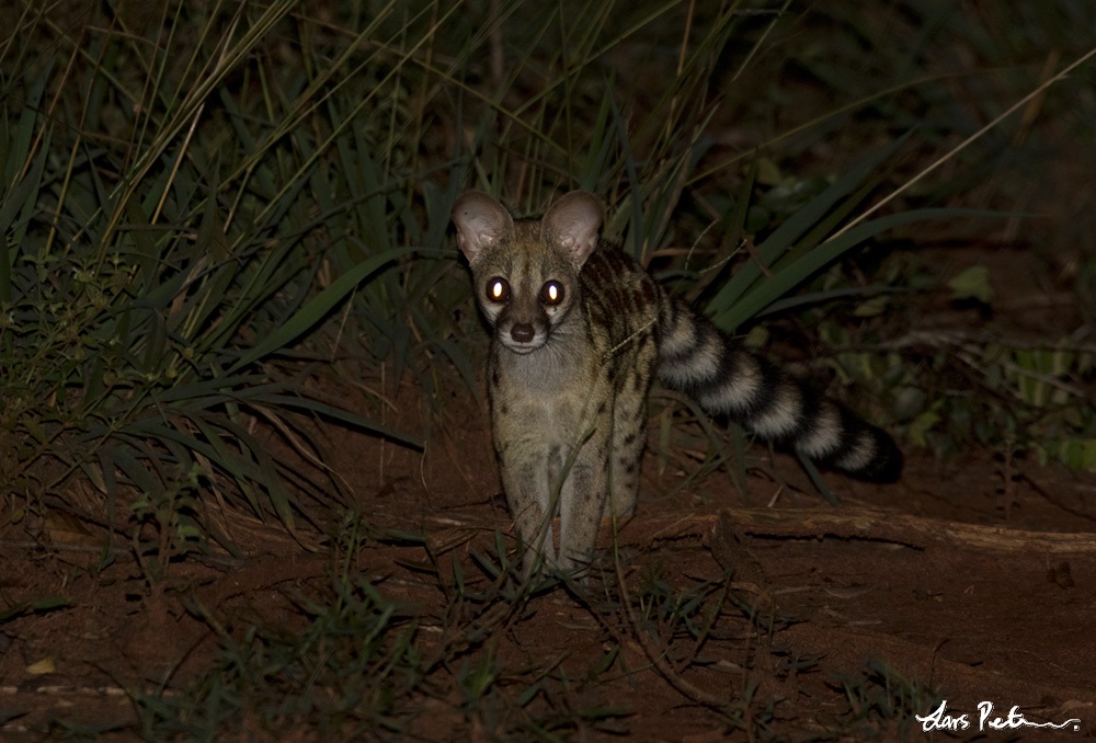 Central African Large-spotted Genet