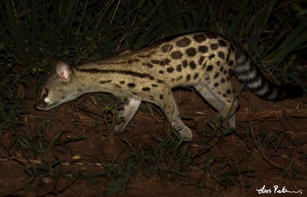 Central African Large-spotted Genet
