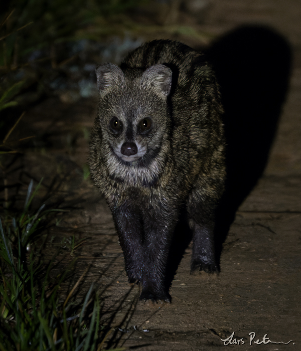 Small Indian Civet