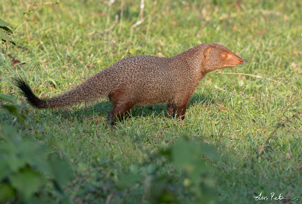 Sri Lankan Ruddy Mongoose