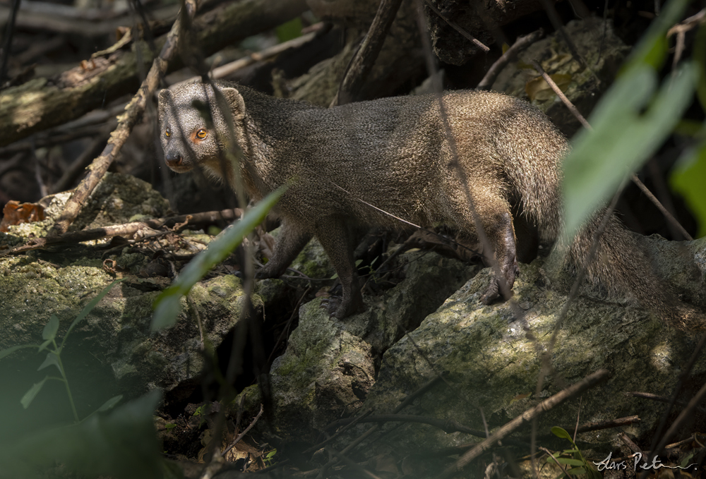 Sri Lankan Grey Mongoose