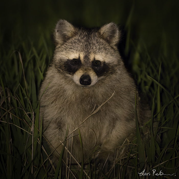 Northern Raccoon