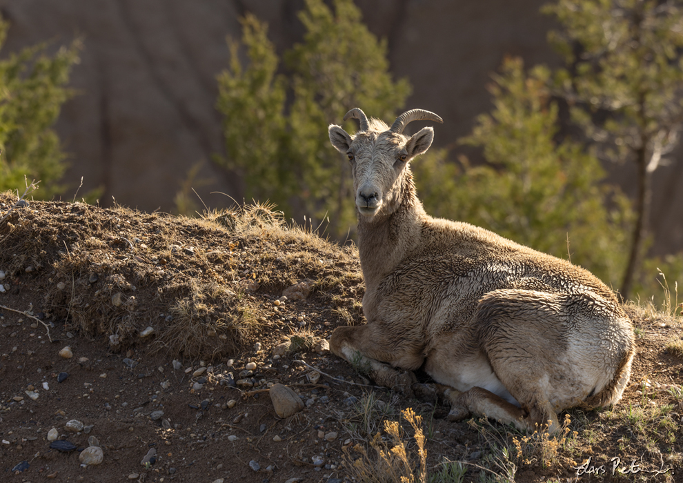 Bighorn Sheep