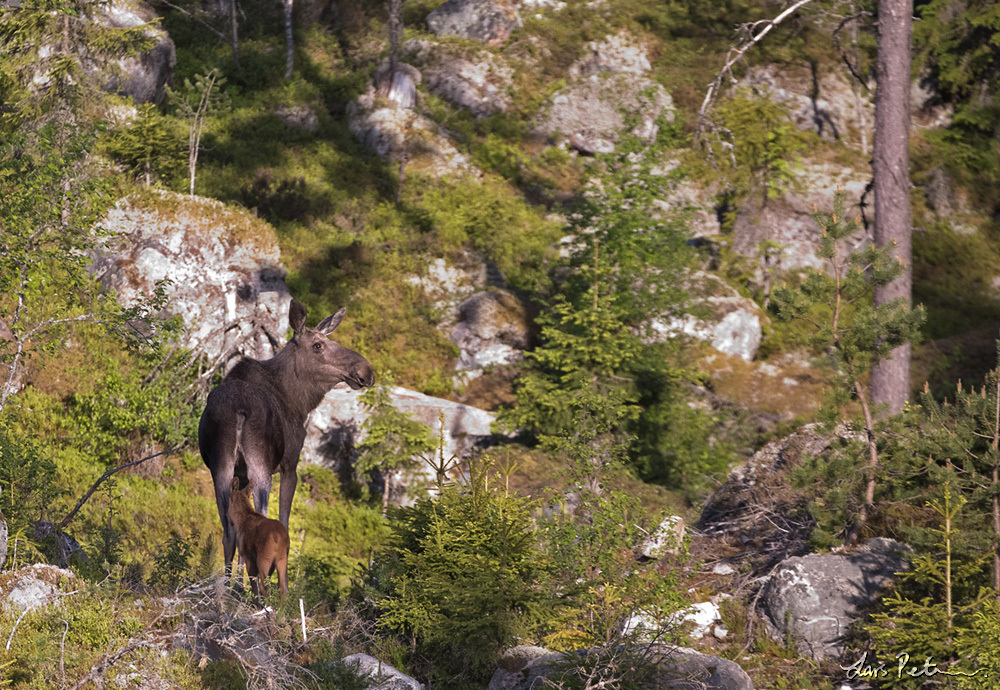 European elk