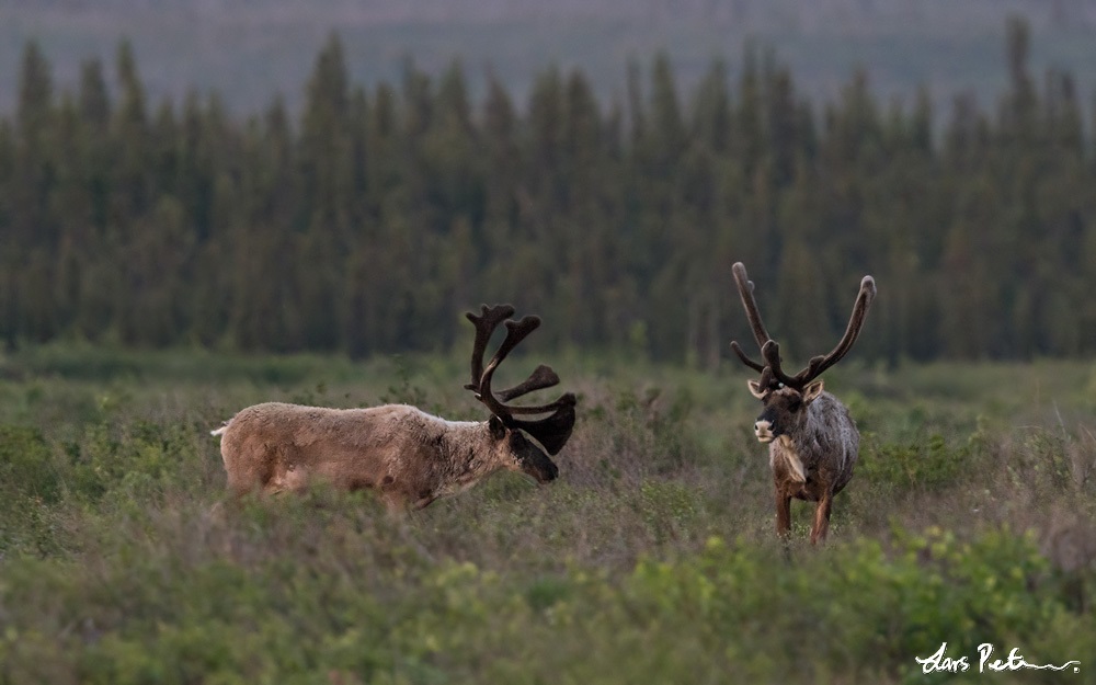 Reindeer, Caribou