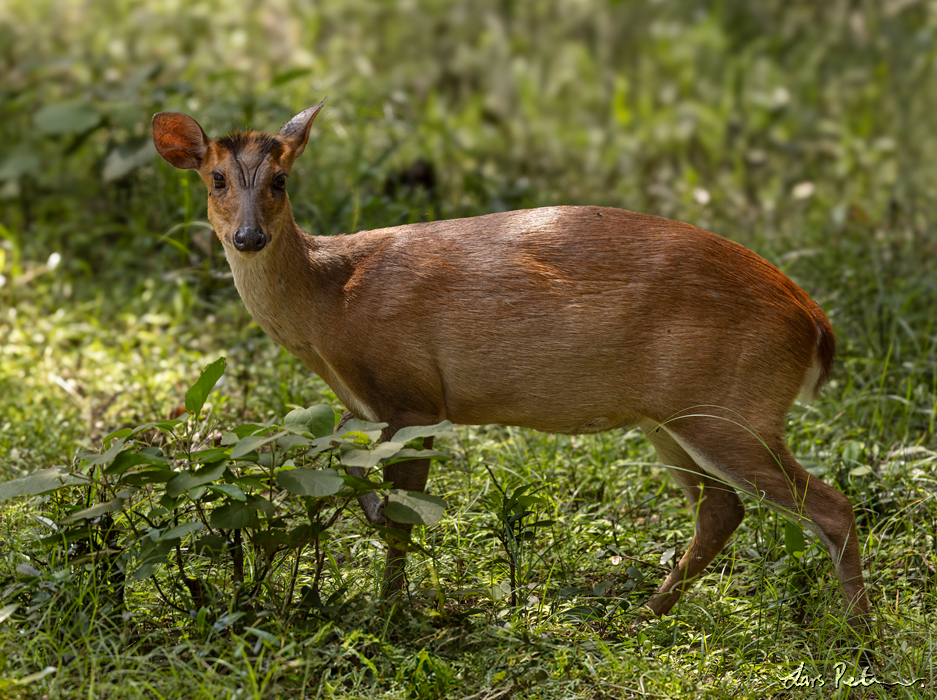 Northern Red Muntjac