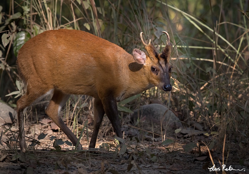 Northern Red Muntjac