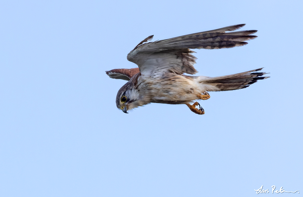 Nankeen Kestrel