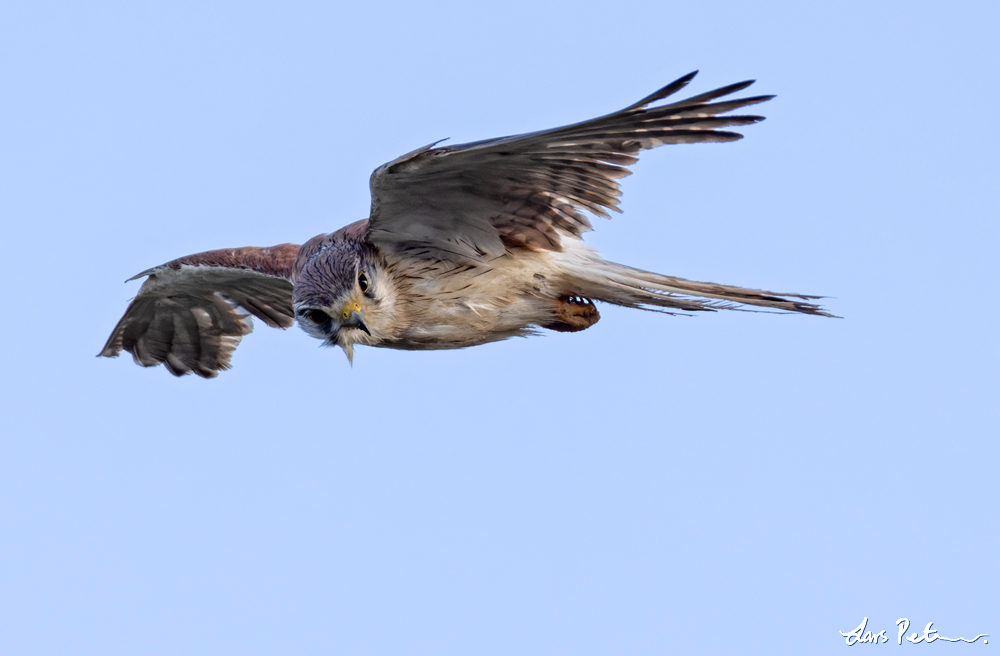 Nankeen Kestrel