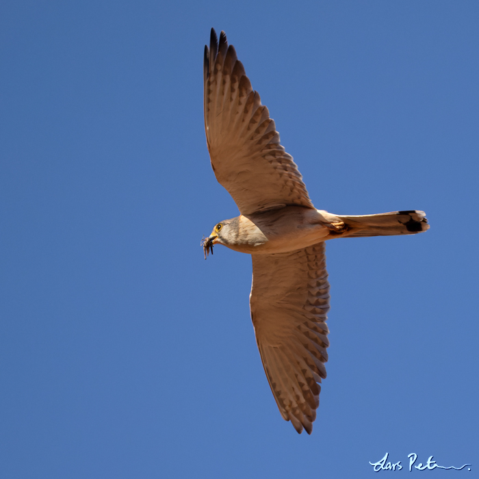 Nankeen Kestrel