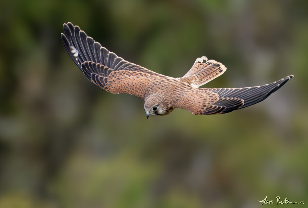 Nankeen Kestrel