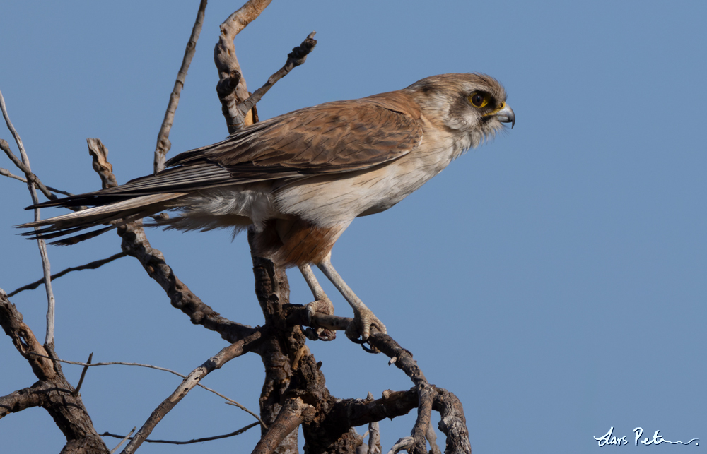 Brown Falcon