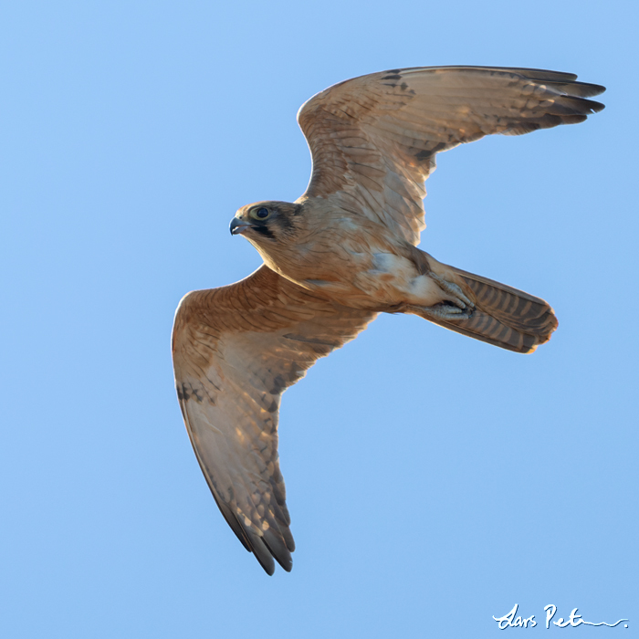 Brown Falcon