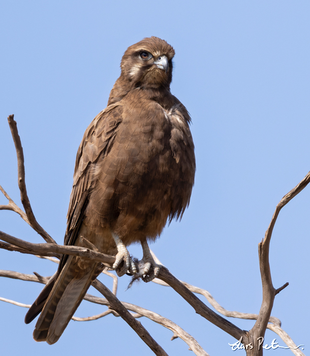 Brown Falcon