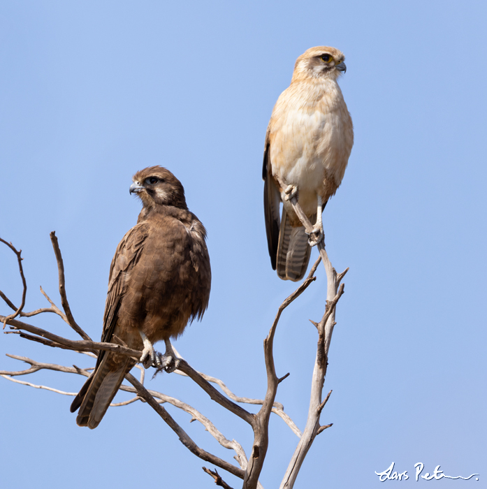 Brown Falcon