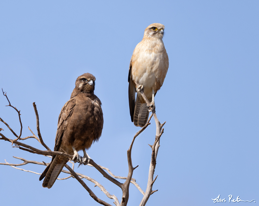 Brown Falcon