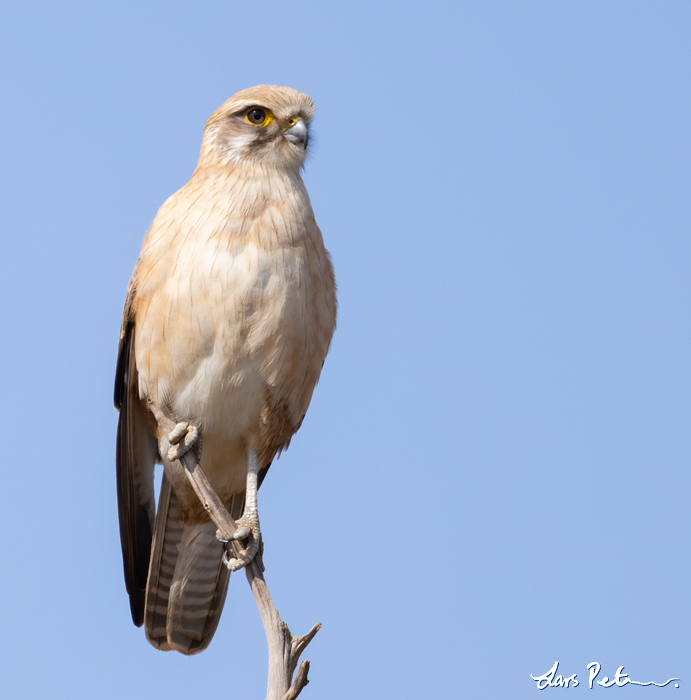 Brown Falcon