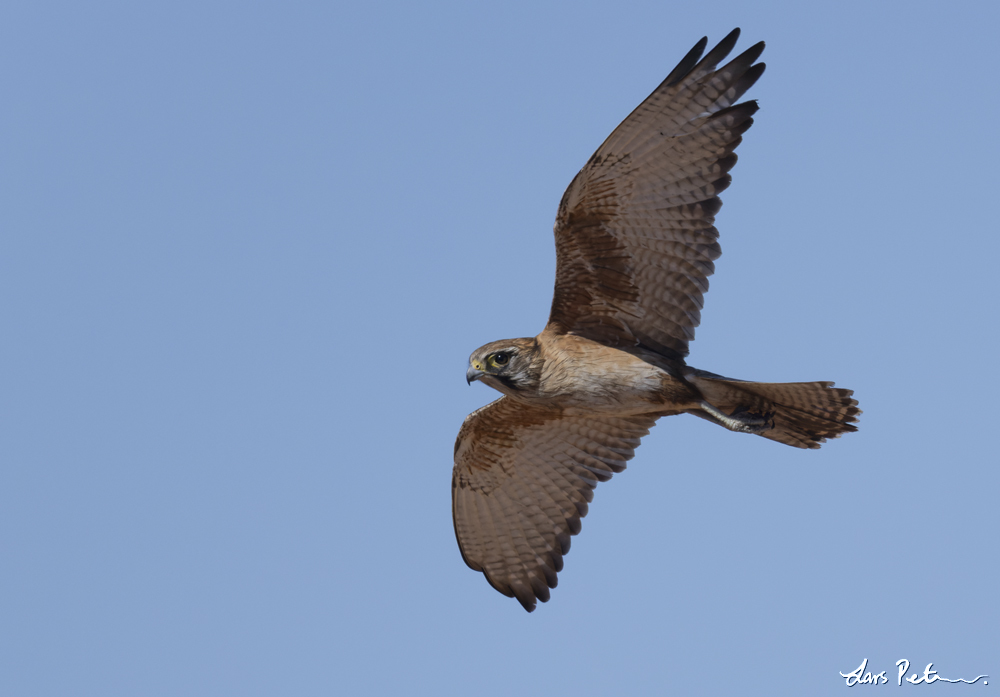 Brown Falcon