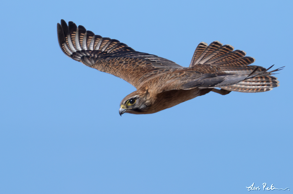 Brown Falcon