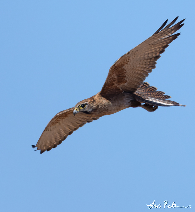 Brown Falcon