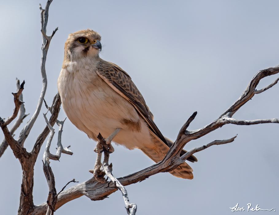 Brown Falcon