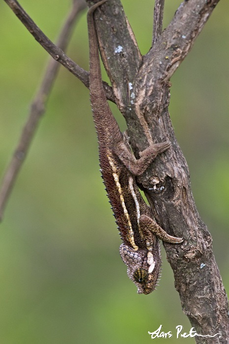 Kenyan High-casqued Chameleon