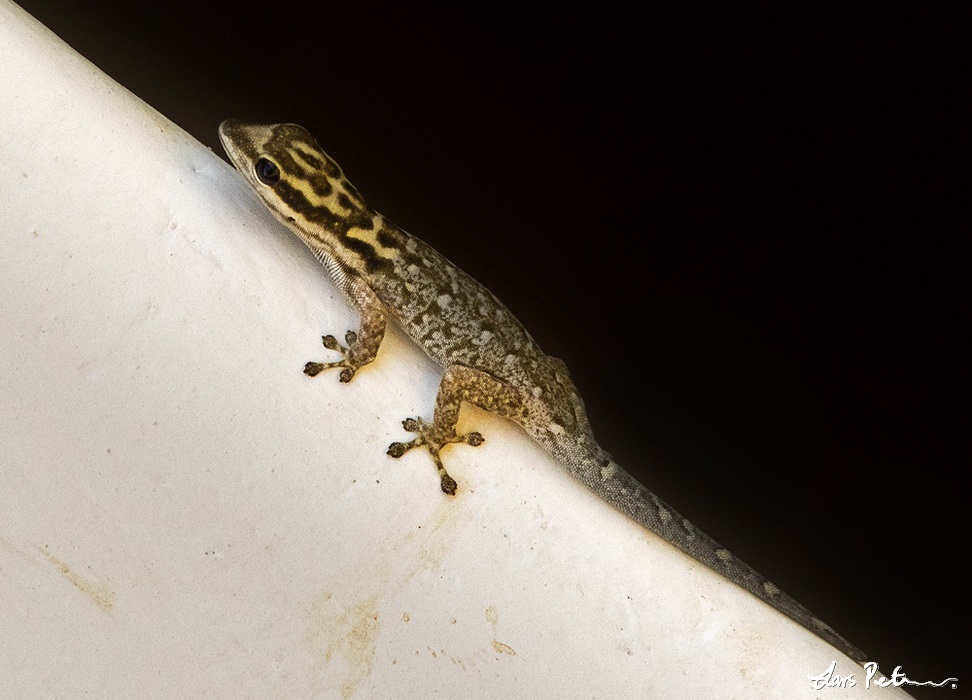 Painted Dwarf Gecko