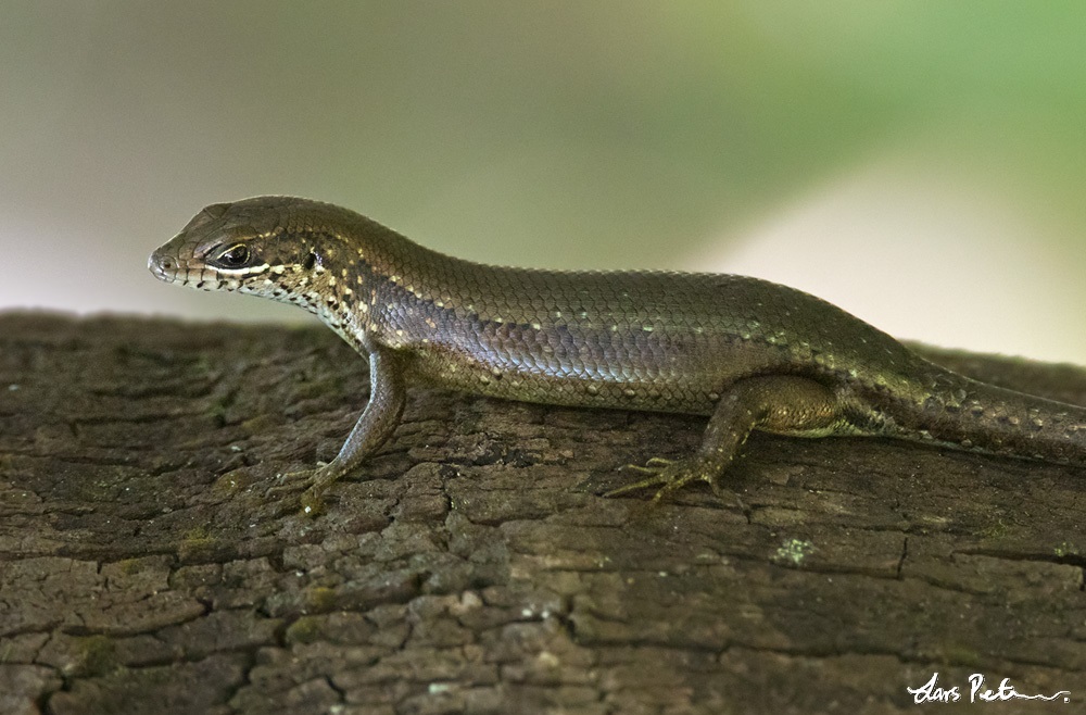 Speckle-lipped Skink (Speckle-lipped Mabuya)