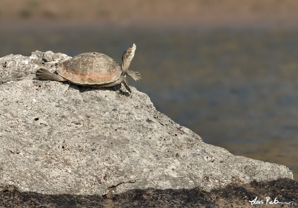 Yellow-bellied Tent Turtle (Indian Tent Turtle)
