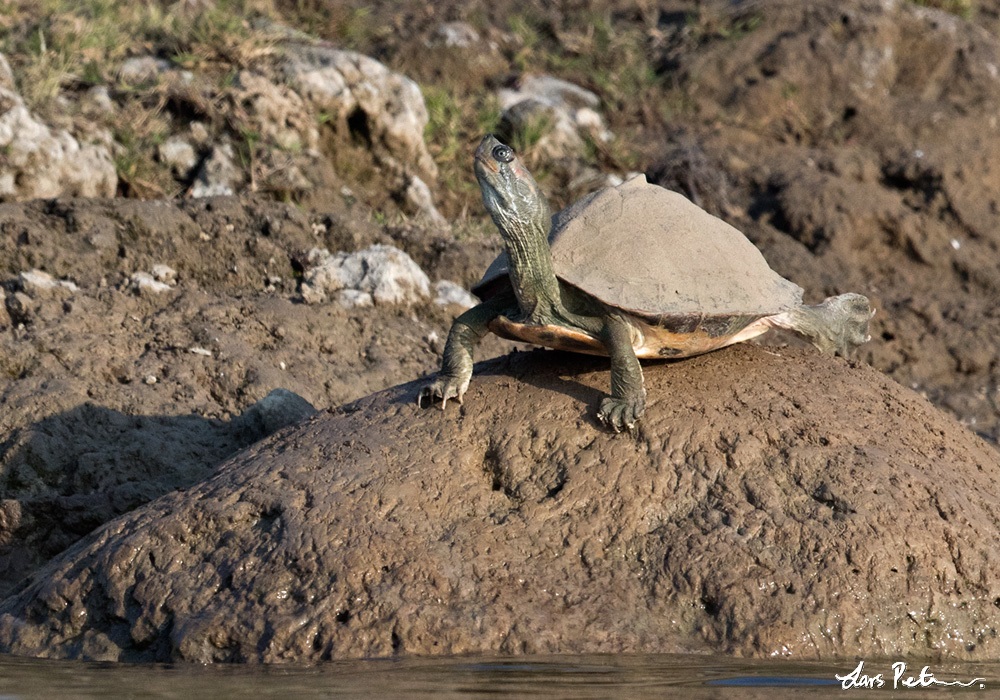 Yellow-bellied Tent (Indian Tent Turtle)