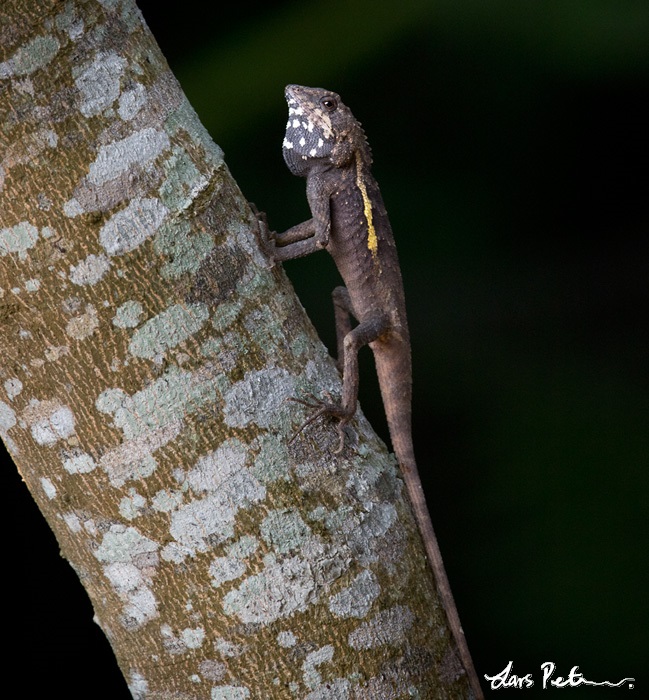 Taiwan Japalure (Swinhoe's Tree lizard)