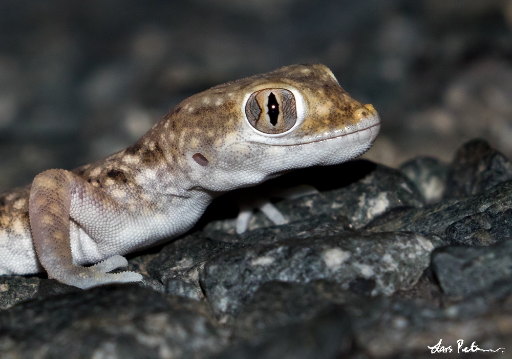 Elegant gecko
