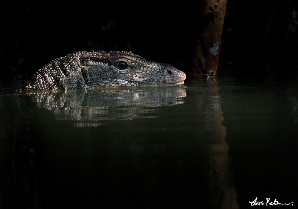 Common Water Monitor