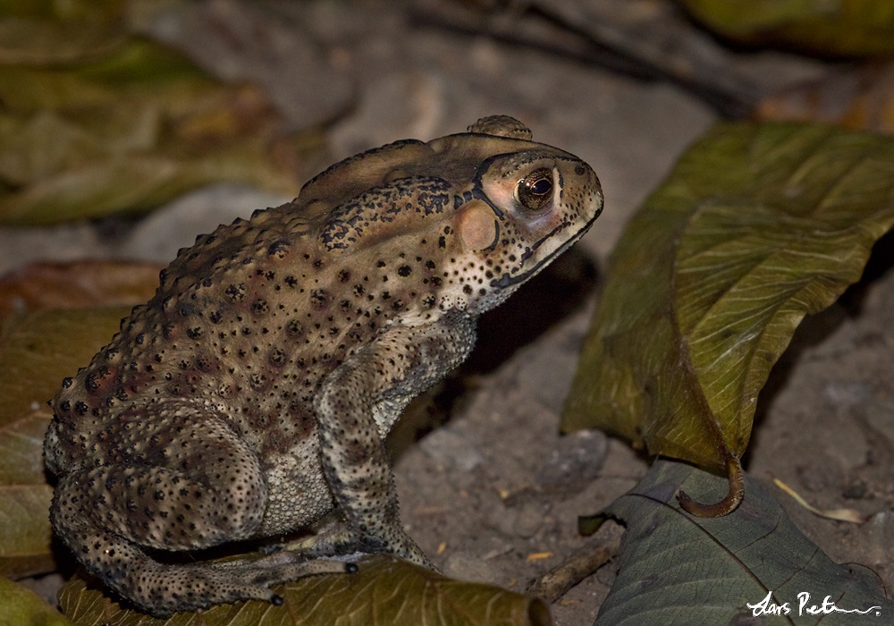House Toad (Black-spectacled Toad)