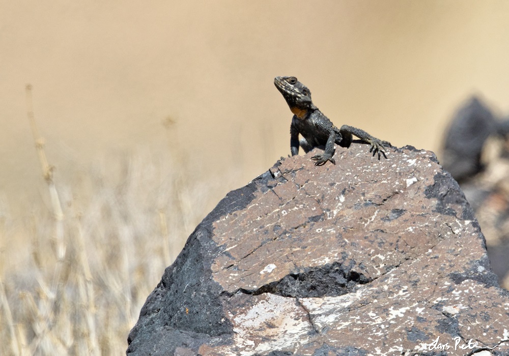 Roughtail Rock Agama