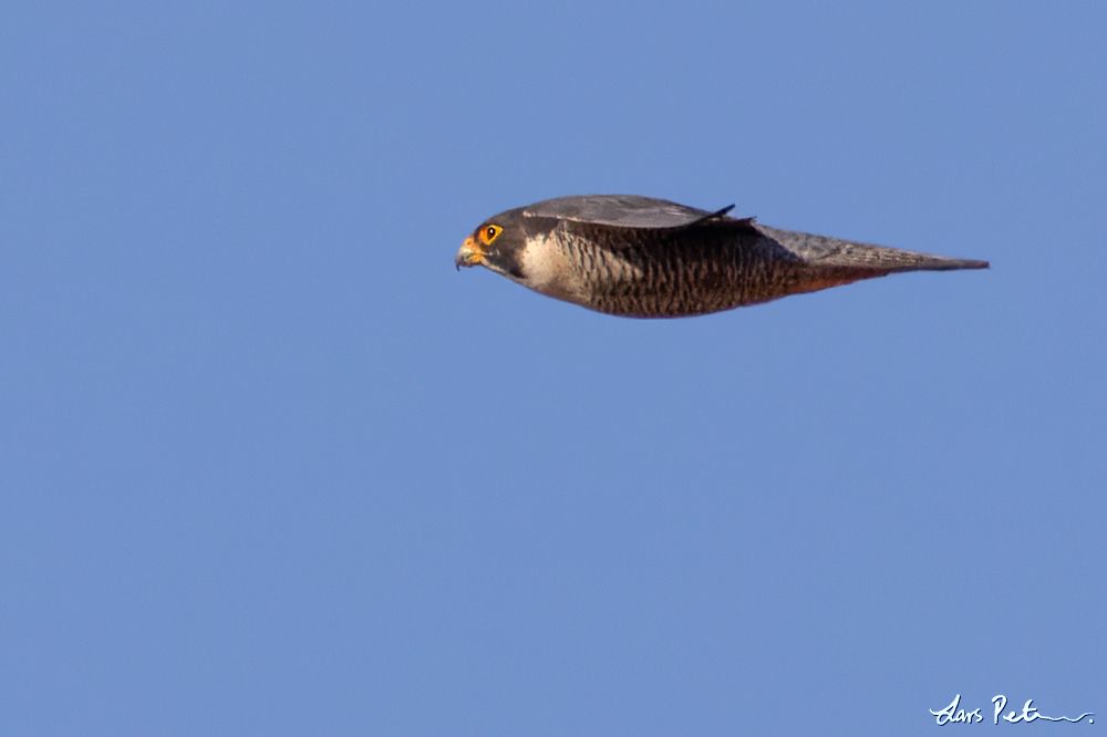 Peregrine Falcon