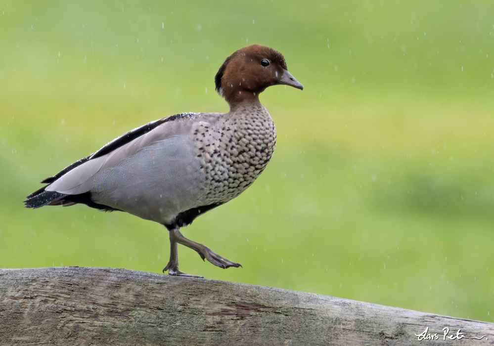 Maned Duck