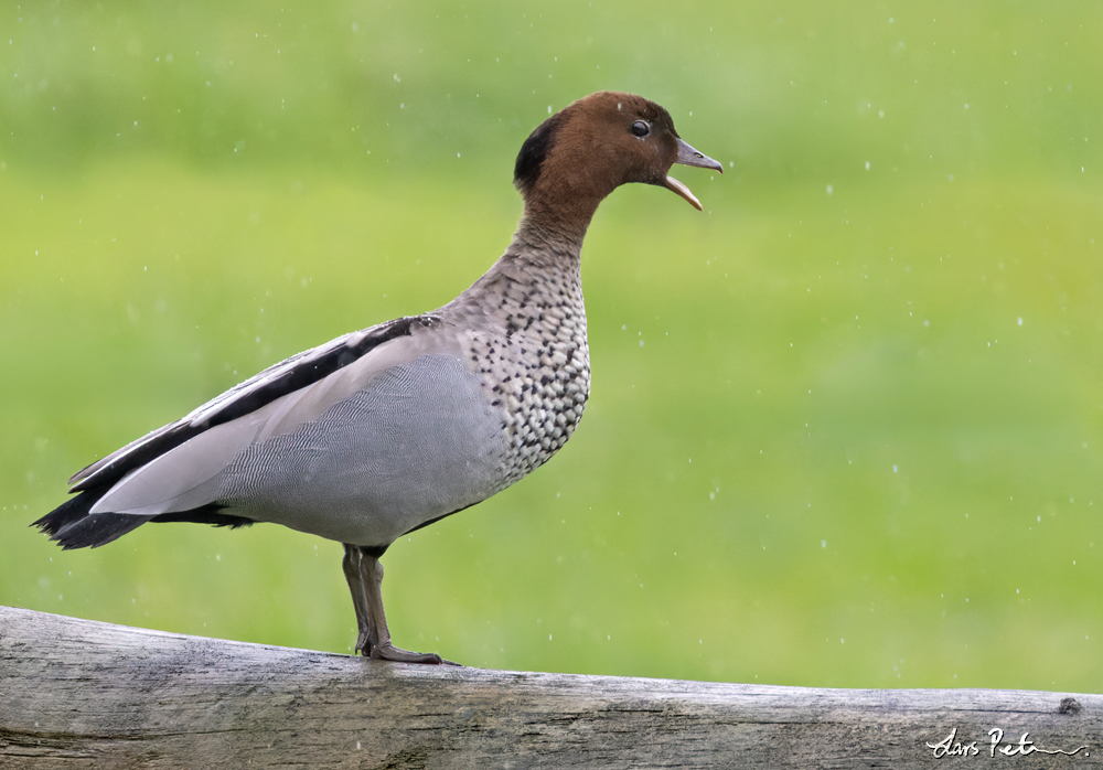 Maned Duck