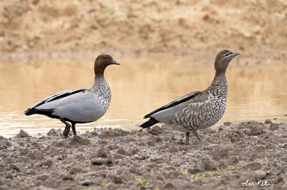 Maned Duck