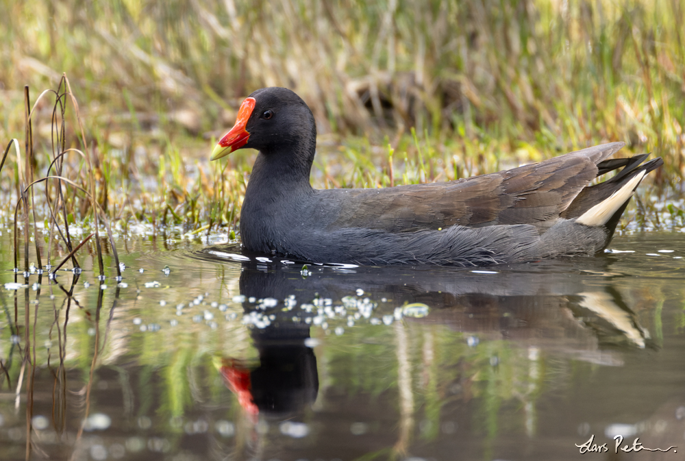 Dusky Moorhen