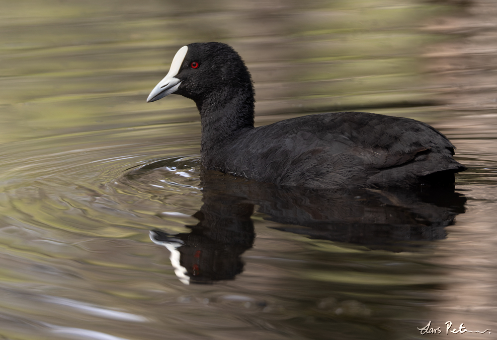 Eurasian Coot