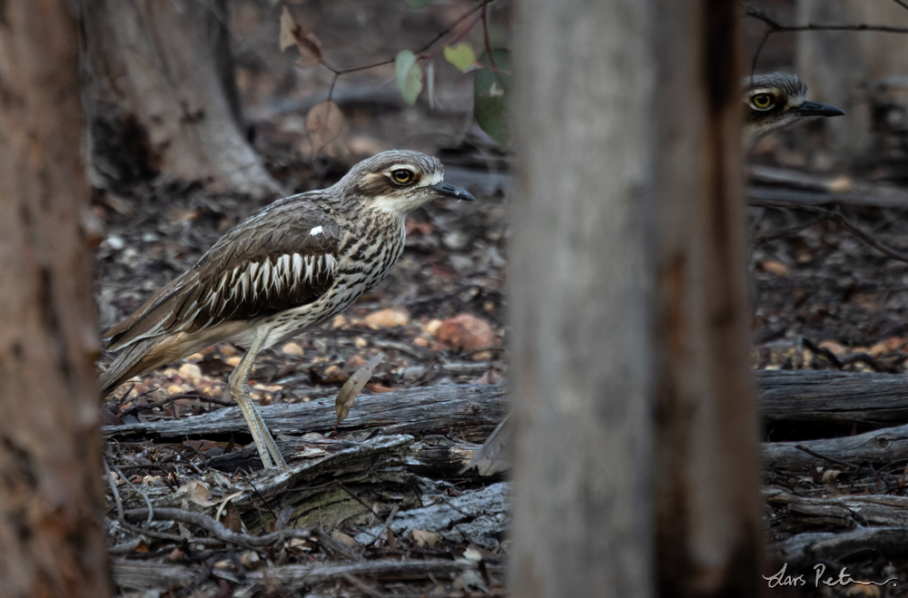 Bush Stone-curlew