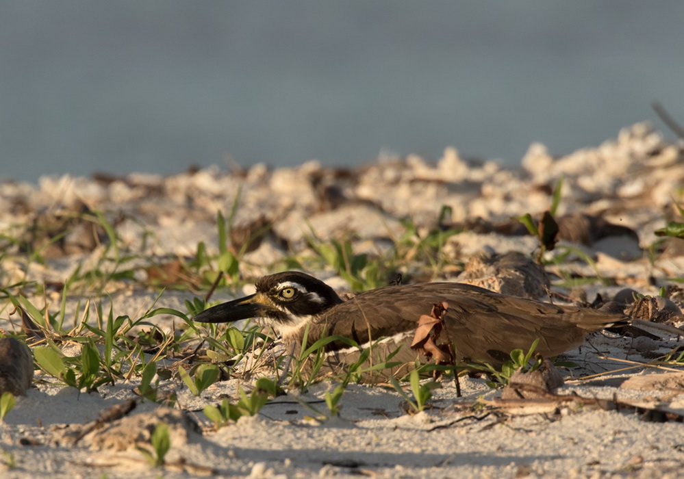 Beach Stone-curlew